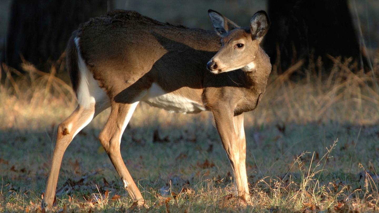 从匹兹堡控制性狩猎活动中捐赠超过1500磅的鹿肉