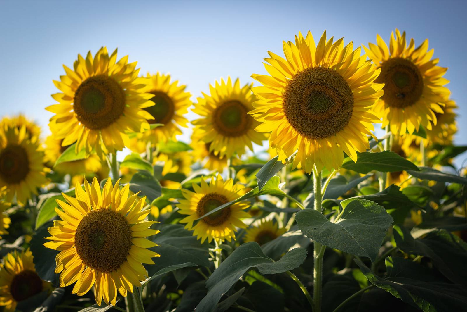 🌻 Sunflower festival being held at western Pennsylvania farm this week