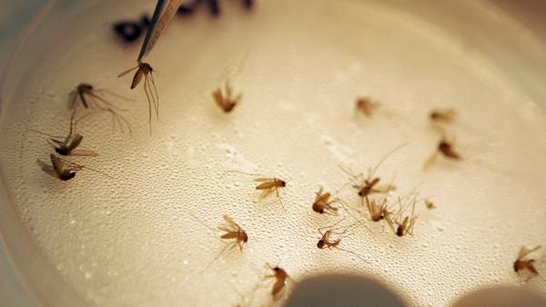 Second human case of West Nile virus this year reported in Allegheny County