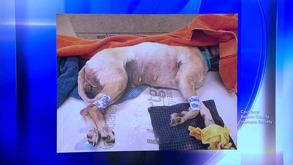 Charges filed against repeat offender after 16 dogs rescued in Beaver Falls