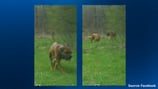 New Brighton police looking for ‘dangerous’ dogs