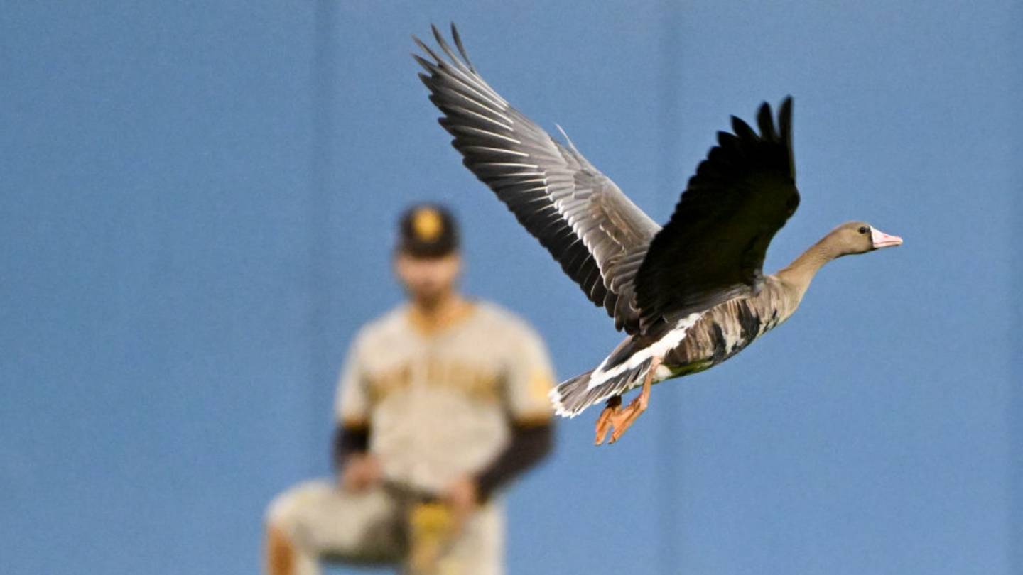 Blue Jays fan from Belfast flies 5,000 kilometres to catch wild