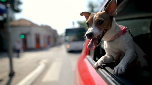 Uber testing out Uber Pet option for riders with furry friends