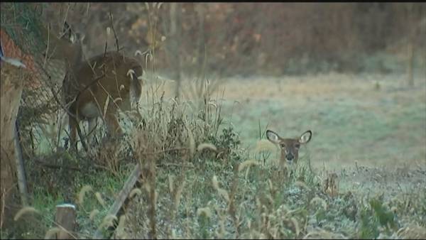 Bow hunt to control deer population underway at 2 Pittsburgh parks 