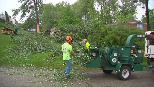Tree removal company calls jump after tornadoes, rough winds