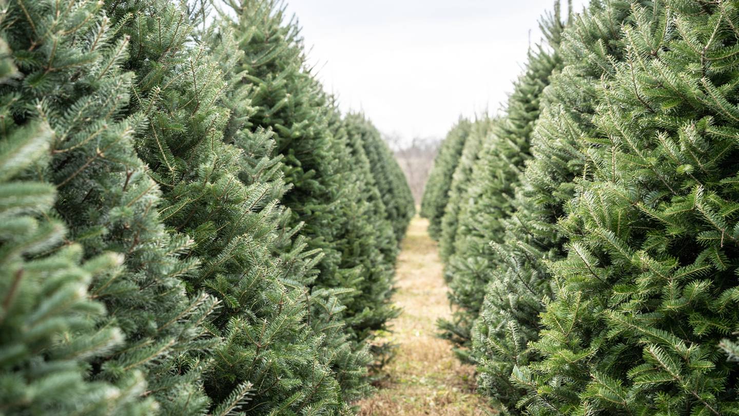 在阿勒格尼县，这是一个可以回收圣诞树的地点列表