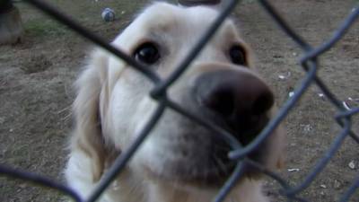 Heartbreak for dog owners: Popular breed more prone now to cancer