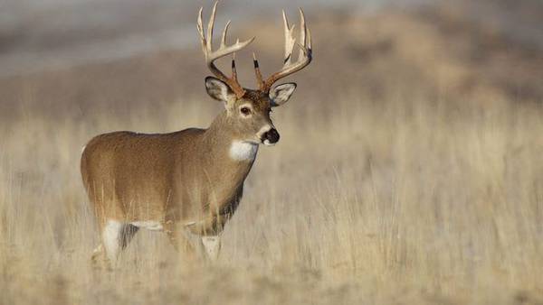 Deer firearm season in Pennsylvania starts with big changes