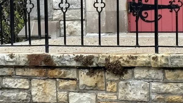 Bee-ware!: ‘Significant amount’ of bees build home near Mount Lebanon church, public library