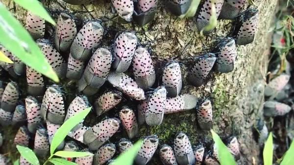 Spotted lanternfly sightings increasing throughout Pittsburgh region