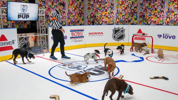 ‘Stanley Pup’ rescue dog competition debuts with pups representing each NHL team