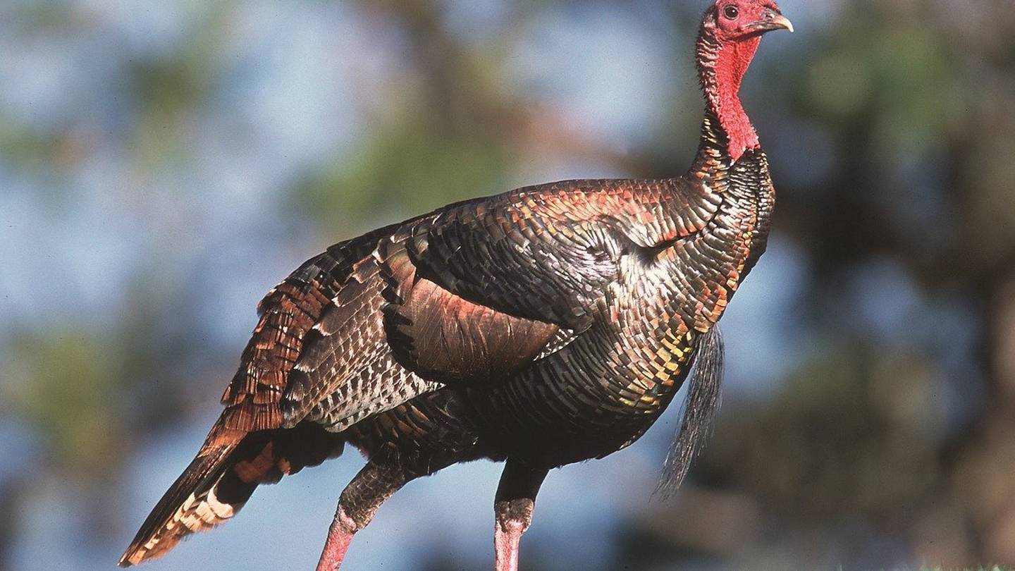 Spring gobbler season to go on as planned despite COVID19 outbreak WPXI