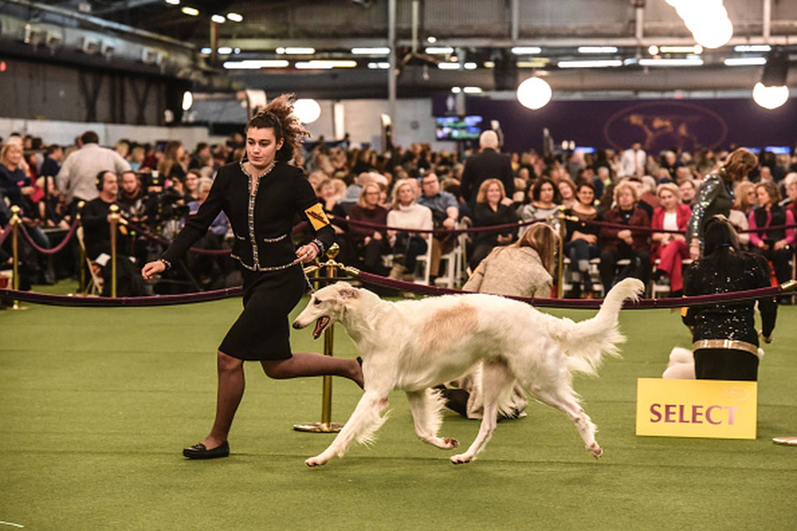 Westminster Dog Show 2020 See the best in show, group winners WPXI