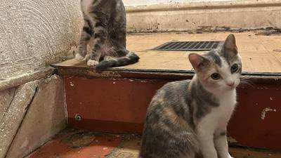 PHOTOS: Local animal rescue looking to remove 20 cats from home in Monongahela