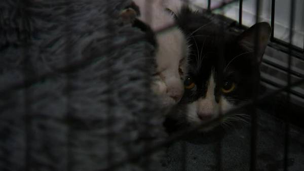 Over 20 animals saved from severe neglect in North Huntingdon Township