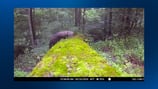 Fisher, rare animal similar to weasel, spotted on trail camera in Murrysville