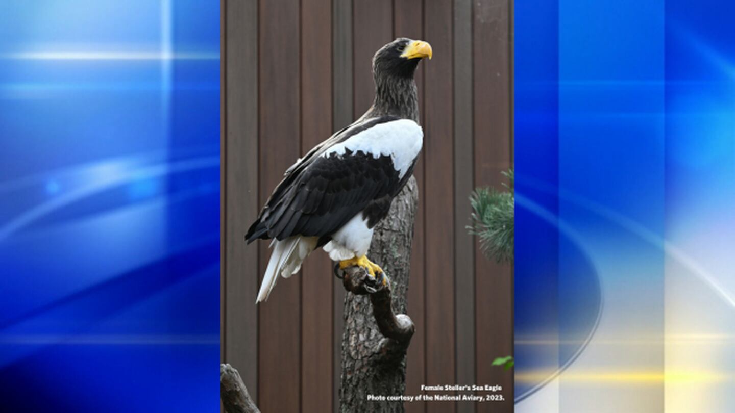 在国家鸟类馆中进行为新鹰命名的比赛正在进行中