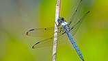 Dragonfly swarm chases away Rhode Island beachgoers