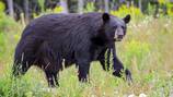 12-year-old kills bear mauling father