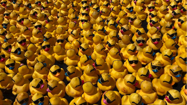 People race 10,000 rubber ducks during 3rd annual Steel City Duck Derby