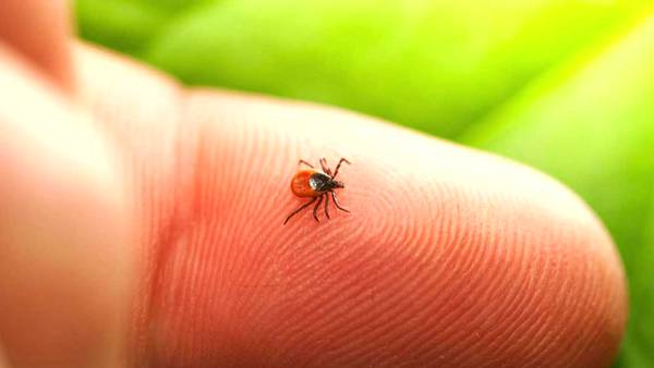 Local doctors helping Pfizer develop a vaccine for Lyme disease