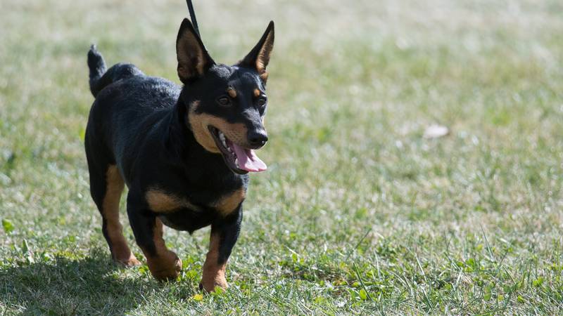 Lancashire Heeler