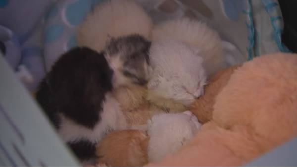 ‘They were baking without air’: Kittens found in tied bag making miraculous recovery 