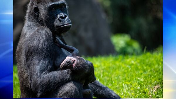 Baby gorilla born at Pittsburgh Zoo