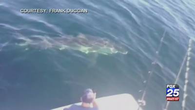 Watch: Fishermen spot sharks eating whale in Cape Cod Bay