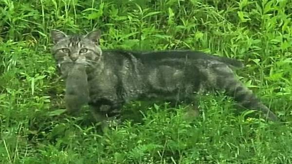 Bobcat spotted in Baldwin Borough