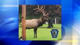 Elk stuck in telephone wires freed by Pennsylvania Game Commission