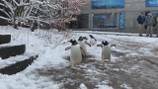 Pittsburgh Zoo announces new experience that will let you help lead penguins through parade route