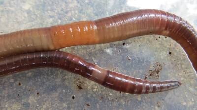 Watch out, gardeners: Invasive jumping worms reported in 34 states