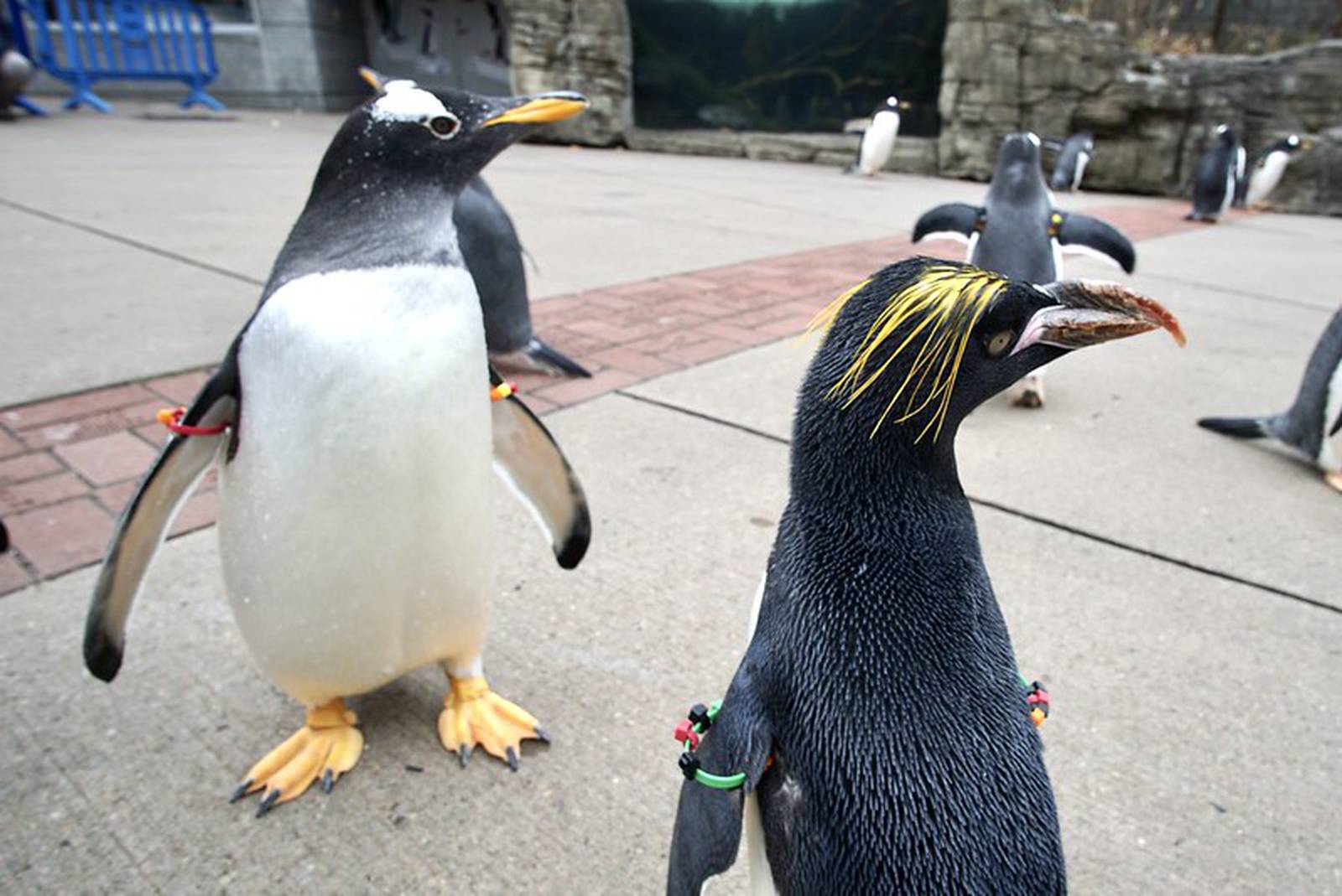 PHOTOS: Annual Penguins on Parade tradition kicks off at Pittsburgh Zoo