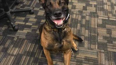 PHOTOS: ‘Our hearts are heavy’: Elizabeth Township K-9 officer Eli dies after demonstration