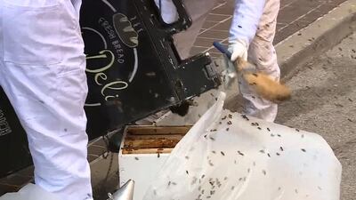 ‘Prolific’ swarm season keeping beekeepers busy in Pittsburgh region