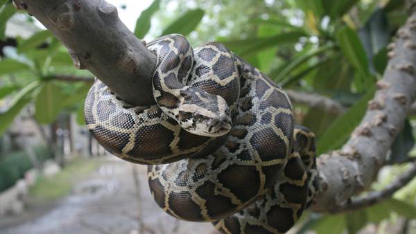 NYC man facing possible 20-year sentence for smuggling pythons in pants