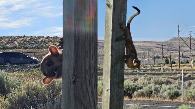 A kinkajou was found in southeast of Yakima, Washington earlier this week, according to officials.