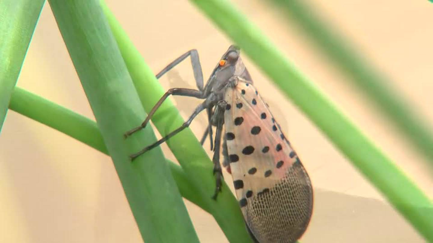 匹兹堡地区居民可以收集蝉蛹以研究入侵物种