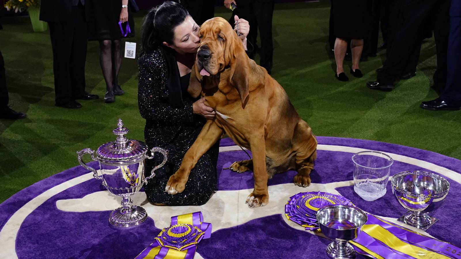 Westminster Dog Show 2022 See the best in show, group winners WPXI