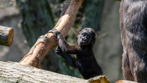 Tree removed from Pittsburgh Zoo plaza becomes exciting new climbing structure for gorillas 