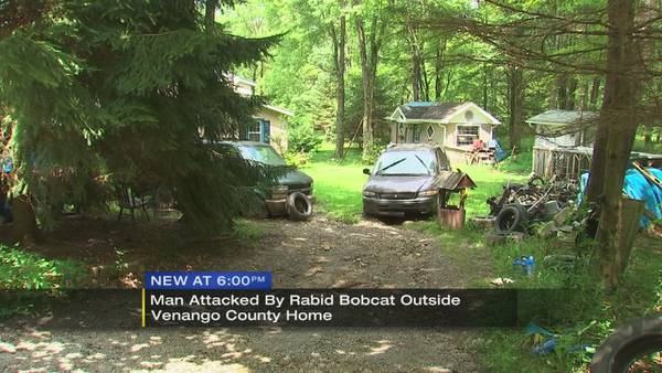 Rabid bobcat attacks local man at home