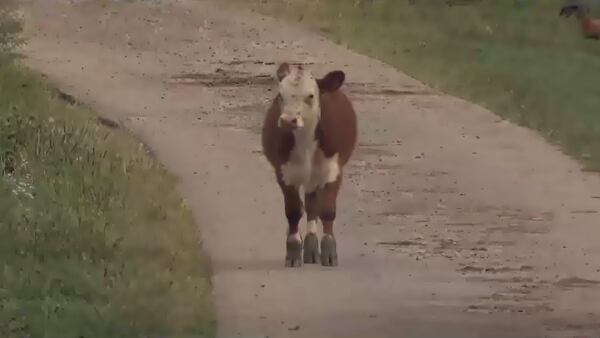 Perryopolis farmer searching for about 30 missing cows, calves