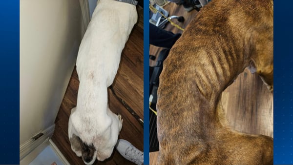 Police looking for Washington County woman who allegedly abandoned her starved, emaciated dogs