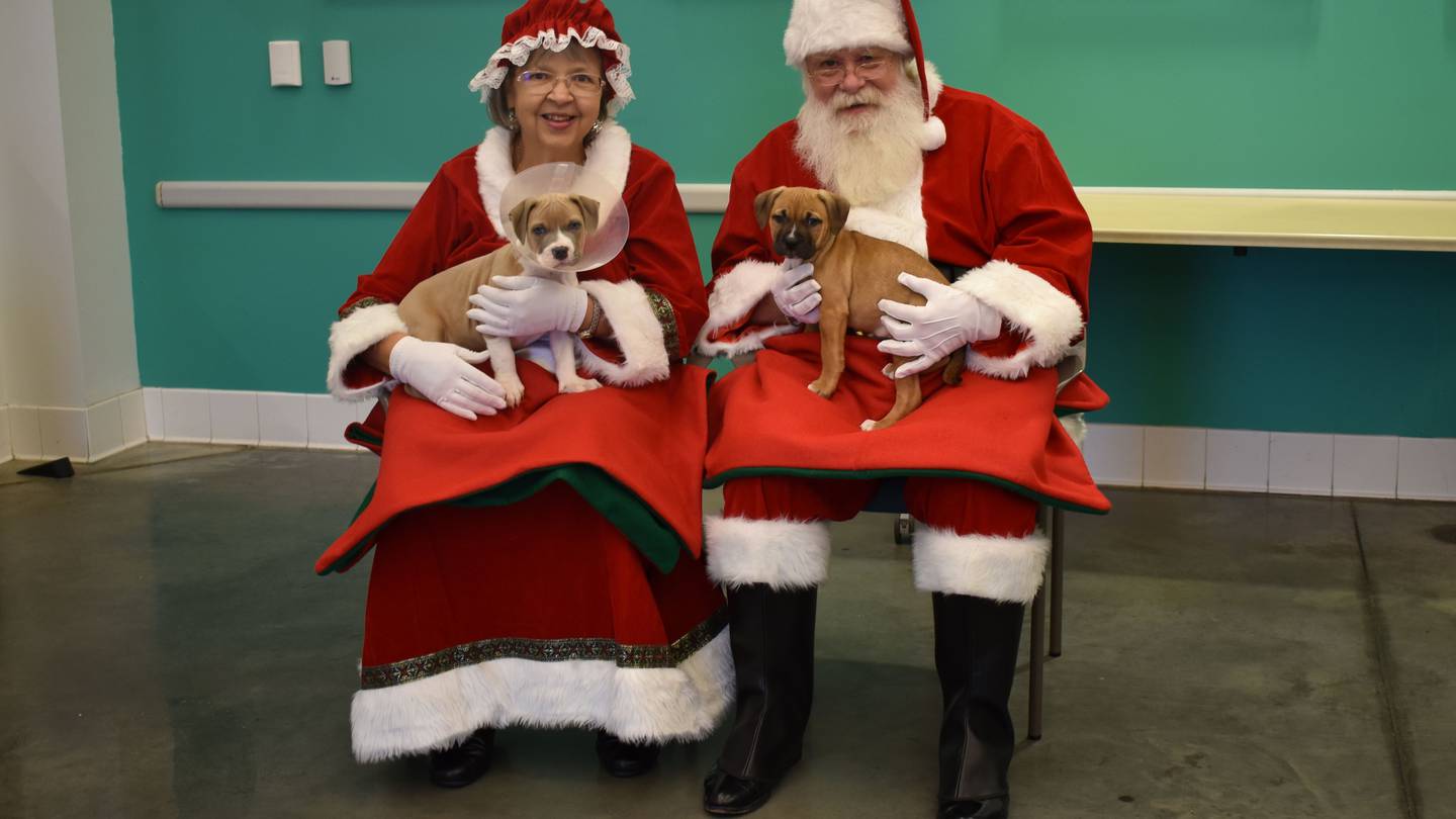 圣诞老人给匹兹堡人道动物救助中心的动物带来礼物