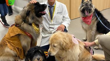 PHOTOS: Howl-o-ween Parade: AHN Cancer Institute therapy dogs dress for spooky season event