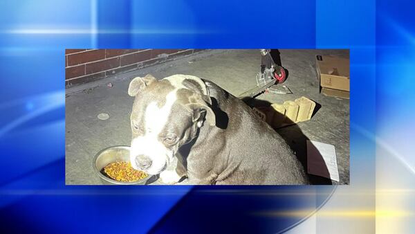 Police asking for help in finding suspect involved in Allegheny County animal cruelty