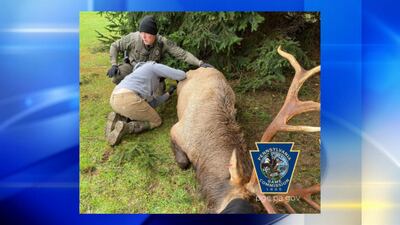 PHOTOS: Pennsylvania Game Commission saves elk stuck in telephone wires