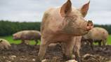 ‘My grandma’s being attacked by a random pig:’ Texas family targeted by out-of-control swine
