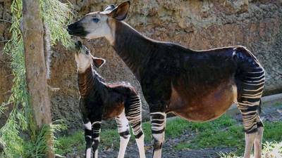 Oklahoma City Zoo says endangered okapi pregnant; baby due this fall
